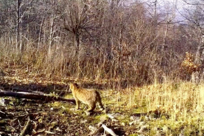 Ormanın gizemli sakini yaban kedisi görüntülendi