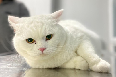 Mart’ta en çok ev hayvanları ve diğer evcil hayvanlar ile ilgili ürünler pahalandı