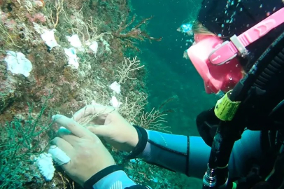 Marmara’da mercan seferberliği başladı