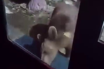 Uludağ’da ayı ailesi kamerada...Ani hareket paniğe neden oldu