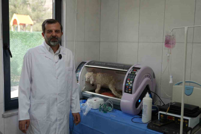 Gürsu Butik Hayvanat Bahçesi yeni sakinlerini ağırlıyor