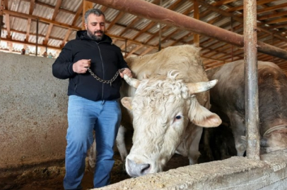 Kurban Bayramı yaklaştı... Tonluk ’Paşa’ 500 bin lira