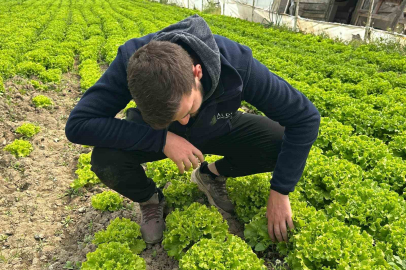 35 liraya tarladan satılan marul yüzleri güldürdü