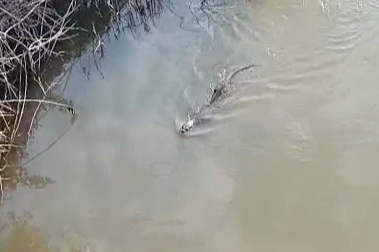 Bursa’da deredeki su samuru şaşırttı