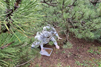 Doğanın sessiz kahramanları görev başında