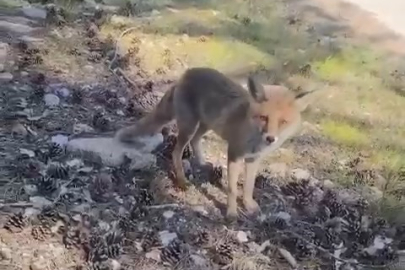 Bursa’da ilginç görüntüler