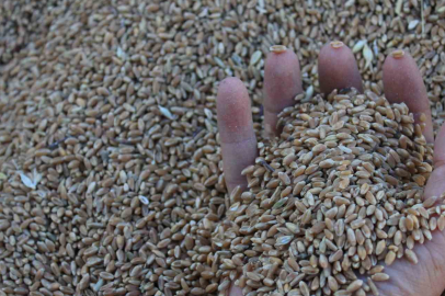 Dünya hububat üretiminde bir ilk gerçekleşecek