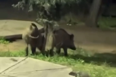 Bursa’da domuzlar piknik alanlarına indi