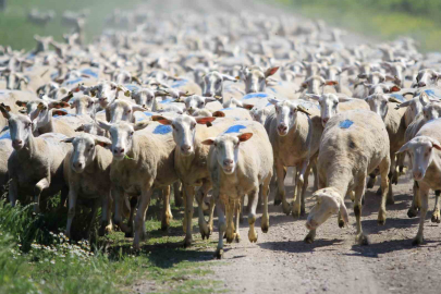 "Kırsalda Bereket Küçükbaşa Destek Projesi"nde son gün uyarısı