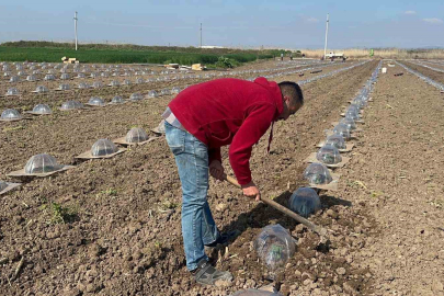Tarım işçilerini ve çiftçileri en çok turfanda karpuz dikimi zorluyor