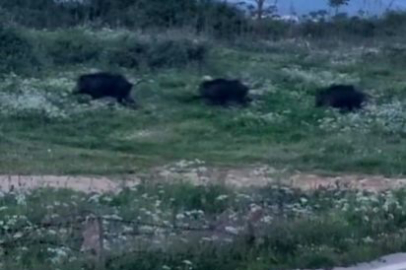 Bursa’da domuzlar şehir içinde görüntülendi