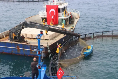 Türk Somonunda üretim arttı!