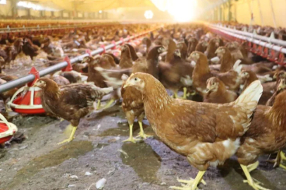 Yumurta üretimi 2 milyara yaklaştı