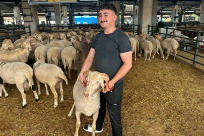 Bursa’daki sıra dışı "gergedan boynuz"lu koç görenleri şaşırtıyor