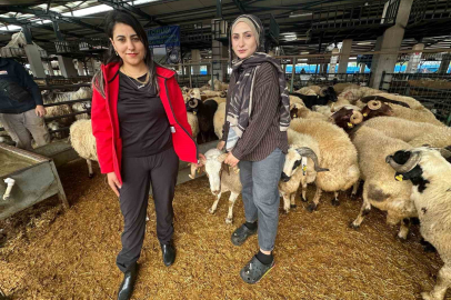 İki genç kuzen celep, Bursa’daki kurban pazarında rekabeti artırdı