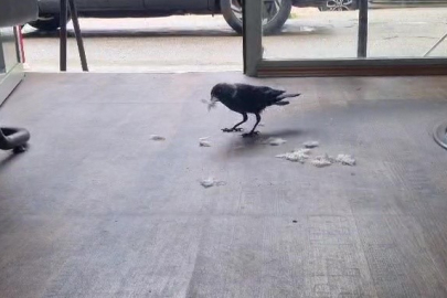Kuaför çırağı karga