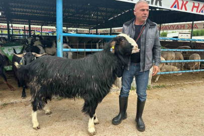 Bursa’daki kurban pazarının şampiyon keçisi 47 bin liradan satıldı