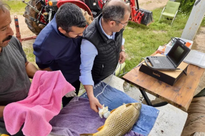 Milyonlarca yavru balık doğa ile buluşuyor