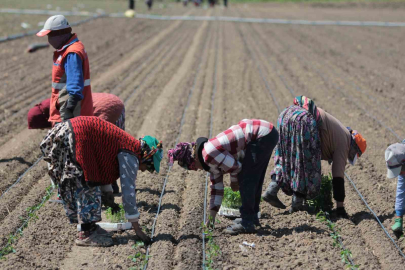 Karacabey’de domates sezonu başlıyor