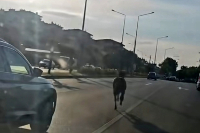 Başıboş At Trafiği Tehlikeye Attı