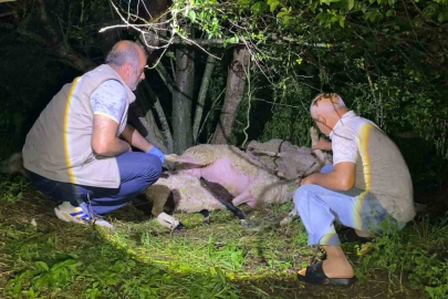 Sürüye yıldırım isabet etti, 6 küçükbaş hayvan telef oldu
