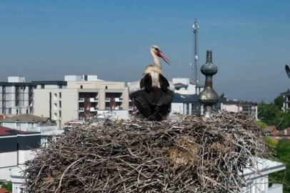 Anne leyleğin şefkati yürekleri ısıttı
