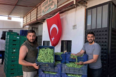 İznik’te Nazende fasulyesinde ilk hasat başladı