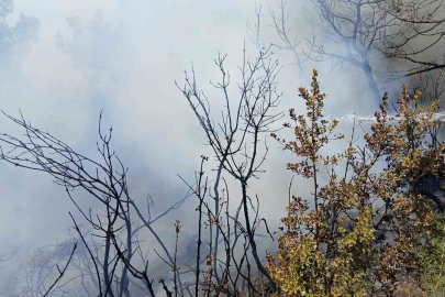 Bursa’da piknik alanı yakınındaki yangın korkuttu