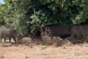 Aç kalan domuz sürüsü şehre indi