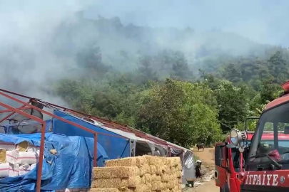 Bursa’da ormanlık alanda yangın