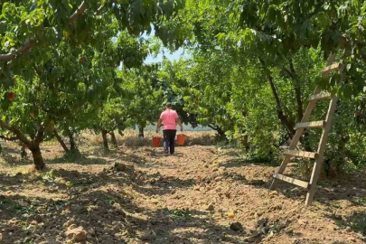 Bursa şeftalisinde hasat başladı