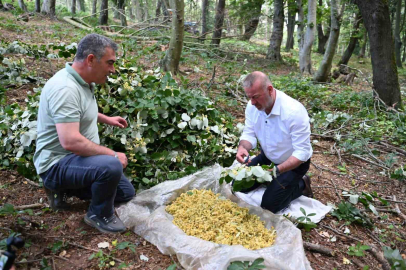 Karacabey’de ıhlamur hasadı kırsal ekonomiye can katıyor