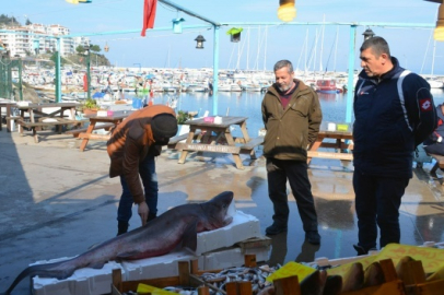 Bursalı balıkçılara müsilaj şoku