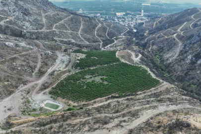 Bursayı şeftali mutlu etti