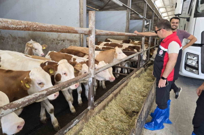Bursa'da hayvan denetimi