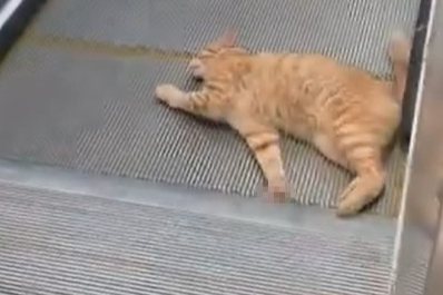 Kedi yürüyen merdivene sıkıştı