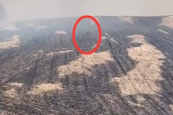 Yangın bölgesinden kaçan geyik kameralara yakalandı