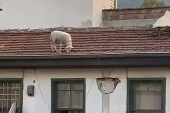 Bir koyun çatıda otlarken görüntülendi
