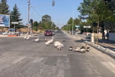 Sürücüleri gülümseten anlar: Kazlar trafiği durdurdu