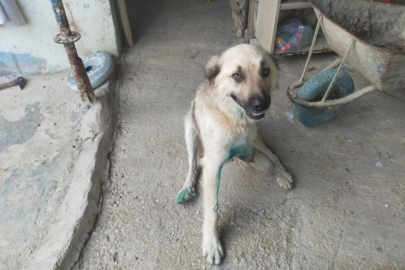 Çoban köpeğini tüfekle vurup sakat bıraktılar