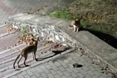 Tilki, kedi ve kirpi buluşması kamerada