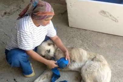 Bakırköy'de park yeri ve kedi besleme kavgası: 1 şüpheli psikiyatri kliniğine sevk edildi