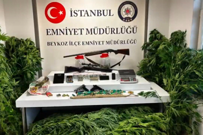 Beykoz'da uyuşturucu operasyonu: 117 kök hint keneviri ve çok sayıda silah ele geçirildi