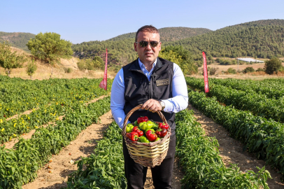 Coğrafi işaretli Kamber Biberi'nde hasat başladı