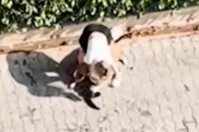 Ağızlıksız gezdirilen Pitbull kediyi parçaladı: Sahibi ’polisi aramayın’ diye yalvardı
