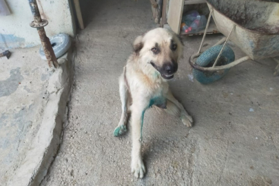 Çoban köpeğini tüfekle vurup sakat bıraktılar