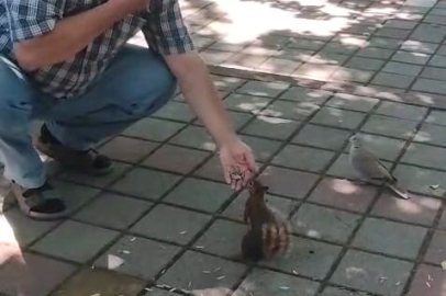 İnegöl’de sincap ve kumruyu elleriyle besledi
