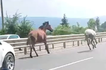 Başıboş atlar trafikte araçlarla yarıştı