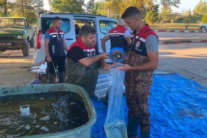 İpsala'da üretilen 2 milyon 324 bin 500 yavru sazan bölge sularıyla buluşuyor