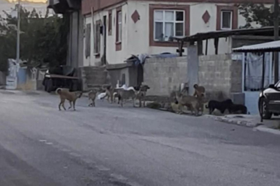 Gaziantep’te tedirgin eden görüntü: Başıboş sokak köpekleri sürü halinde